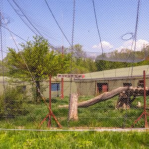 big cat house (and some other animals)