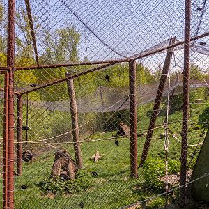 big cat house (and some other animals)