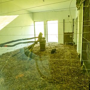 big cat house (and some other animals)