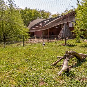 enclosure of storks