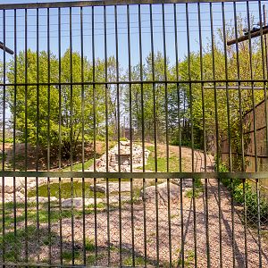 enclosure of tigers #2