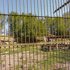 enclosure of tigers #2