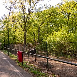enclosure of ostrich
