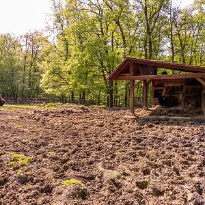 enclosure of wood bison