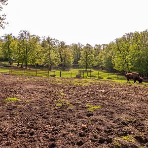 enclosure of wood bison