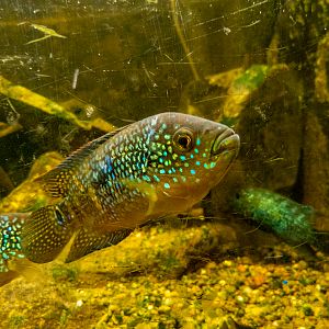 Jack Dempsey (Rocio octofasciata)