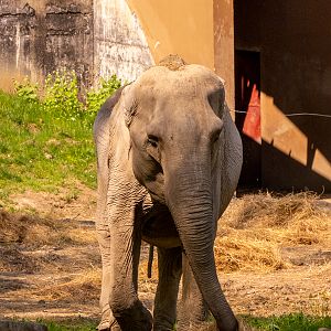 Indian elephant (Elephas maximus indicus)
