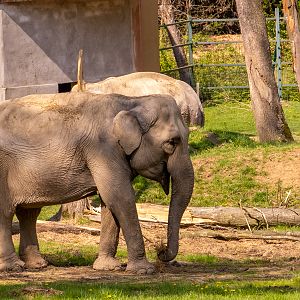 Indian elephant (Elephas maximus indicus)