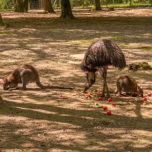 Redn-necked wallaby and emu