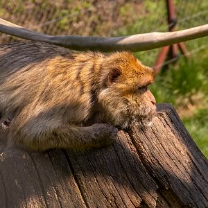 Barbary macaque (Macaca sylvanus)