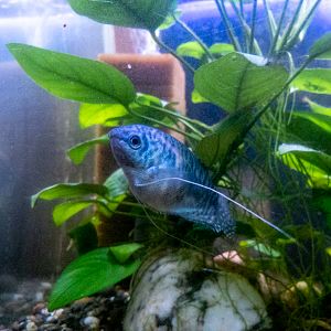 Three spot gourami (Trichopodus trichopterus)