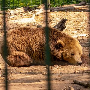 Brown bear (Ursus arctos)