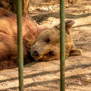 Brown bear (Ursus arctos)