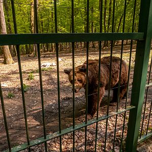Brown bear (Ursus arctos)