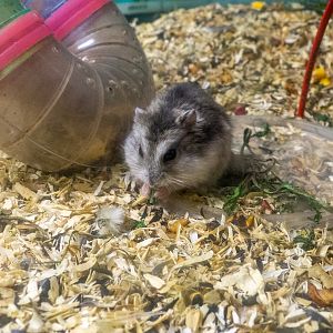 Campbell's dwarf hamster (Phodopus campbelli)