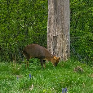 Reeves's muntjac (Muntiacus reevesi)