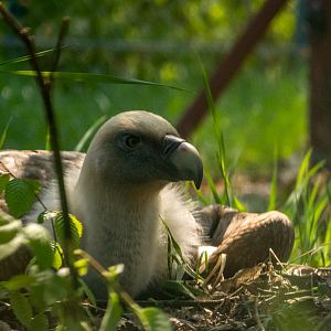 Eurasian griffon vulture (Gyps fulvus)
