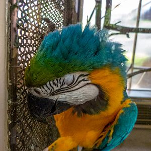 Blue-and-yellow macaw (Ara ararauna)