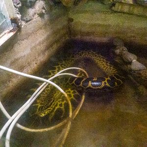 Yellow anaconda (Eunectes notaeus)