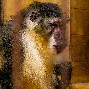 Golden-bellied mangabey (Cercocebus chrysogaster)