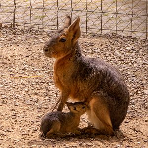 Patagonian mara (Dolichotis patagonum)