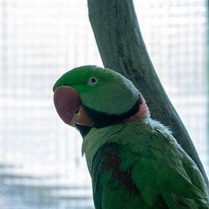 Alexandrine parakeet (Psittacula eupatria)