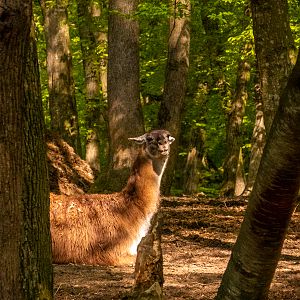 Guanaco (Lama guanicoe)