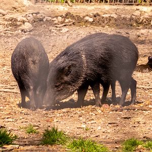 Collared peccary (Dicotyles tajacu)