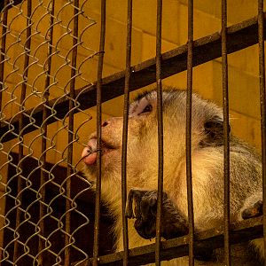 Crab-eating macaque (Macaca fascicularis)