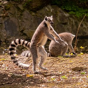 Ring-tailed lemur (Lemur catta)