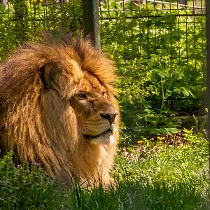 Lion (Panthera leo)