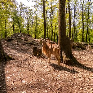 Barbary sheep (Ammotragus lervia)