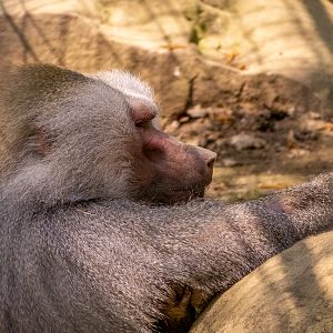 Hamadryas baboon (Papio hamadryas)