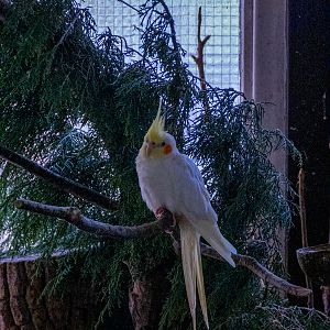 Cockatiel (Nymphicus hollandicus)