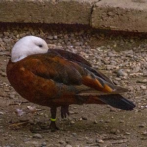 Paradise shelduck (Tadorna variegata)