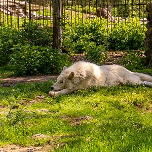 Arctic wolf (Canis lupus)