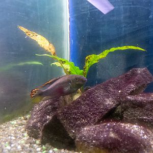 Rainbow cichlid (Pelvicachromis pulcher)