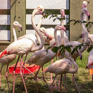 Greater flamingo (Phoenicopterus roseus)