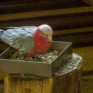 Galah (Eolophus roseicapilla)