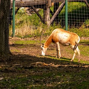 Scimitar oryx (Oryx dammah)
