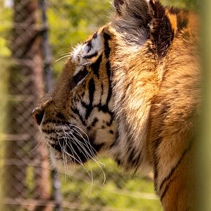 Siberian Tiger (Panthera tigris tigris)