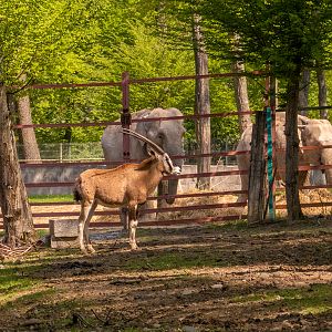 South African oryx (Oryx gazella) and Indian elephant (Elephas maximus indicus)