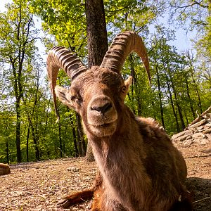 Alpine ibex (Capra ibex)