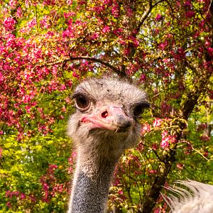 Common ostrich (Struthio camelus)