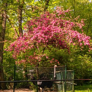 Common ostrich (Struthio camelus)