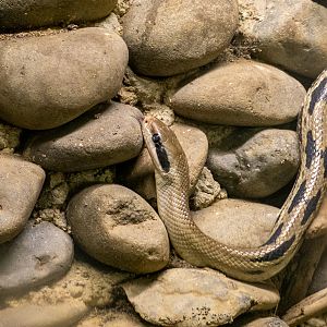 Beauty rat snake (Elaphe taeniura)