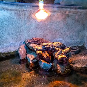 Dwarf crocodile (Osteolaemus tetraspis)