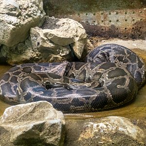 Indian python (Python molurus)