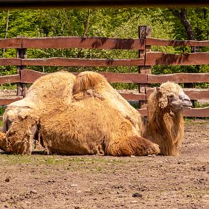 Bactrian camel (Camelus bactrianus)
