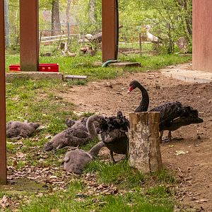 Black swan (Cygnus atratus)